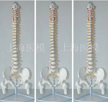85 см Модель человеческого позвоночника 1: 1 человеческий позвоночник со скелетом межпозвоночного диска